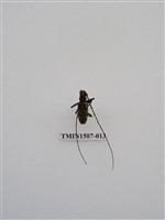 藏品(黃星天牛)的圖片